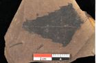 Foto (Detailsansicht) von Quercus palaeoilex Ettingshausen (NHMW-GEO-2024-0188-0929)